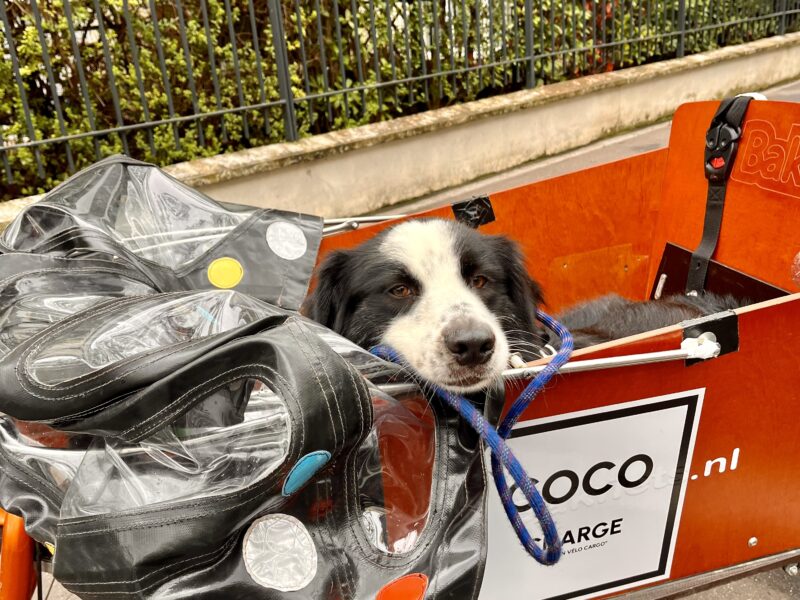 Vélo cargo chien